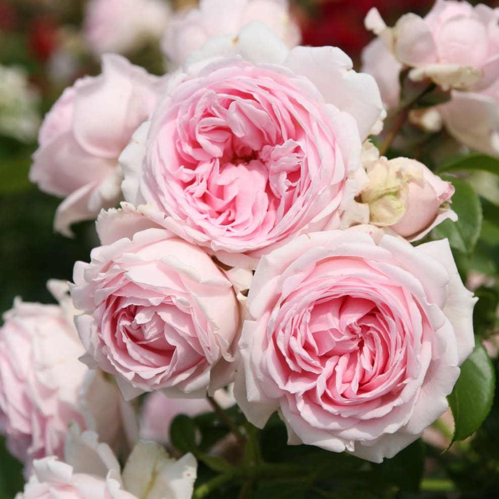 Rosa Wellenspiel®