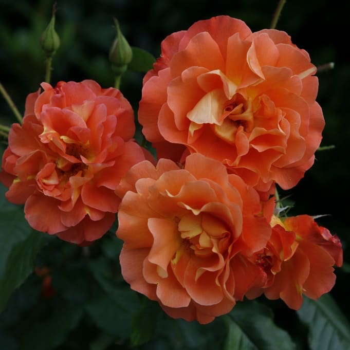 Rosa Westerland®