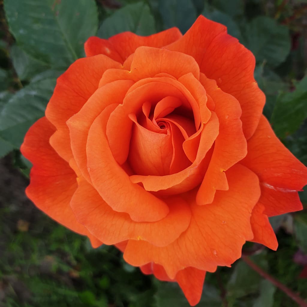 Rosa Westerland®