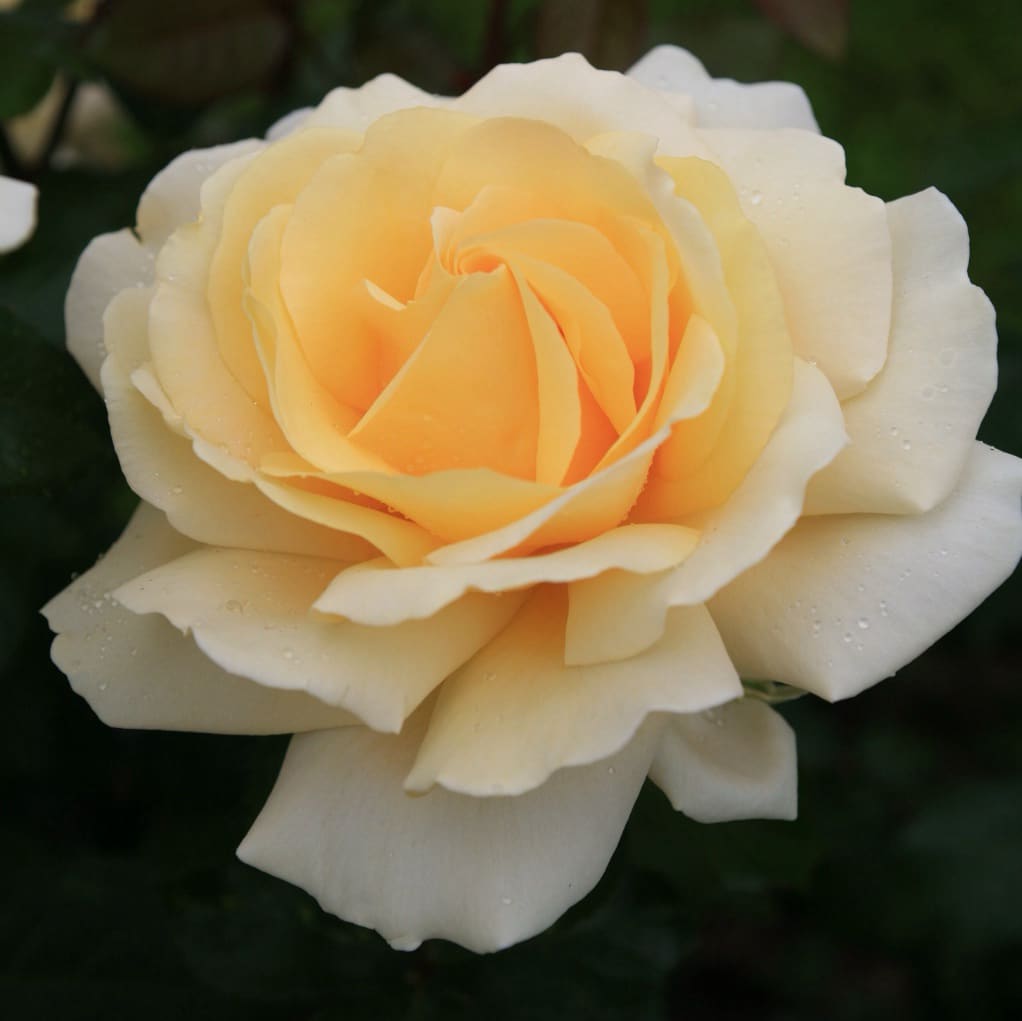 Rosa Winter Sun®