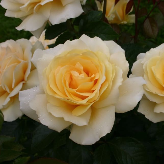 Rosa Winter Sun®
