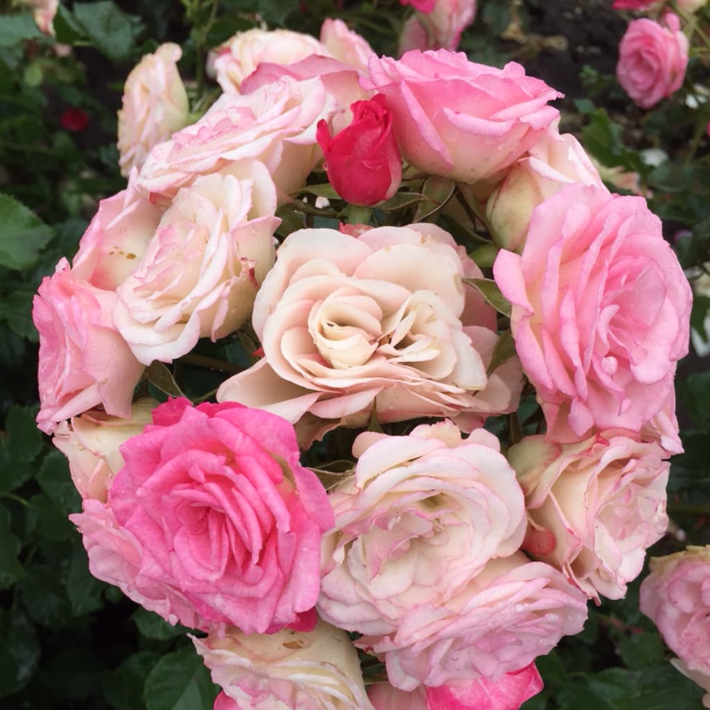 Rosa Xenia®