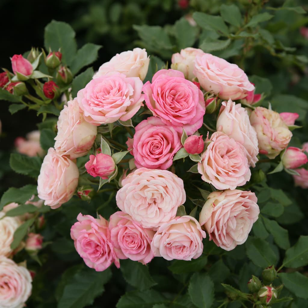 Rosa Xenia®