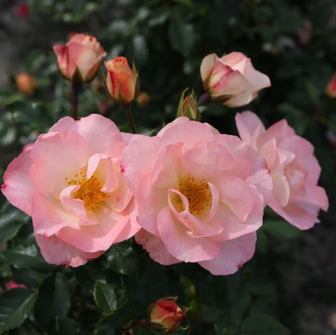 Rosa Zauberhaft