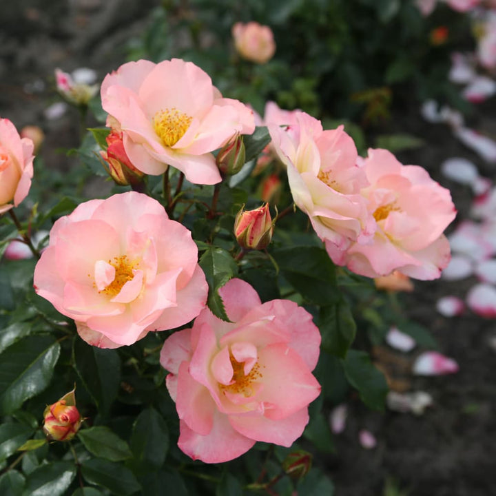 Rosa Zauberhaft