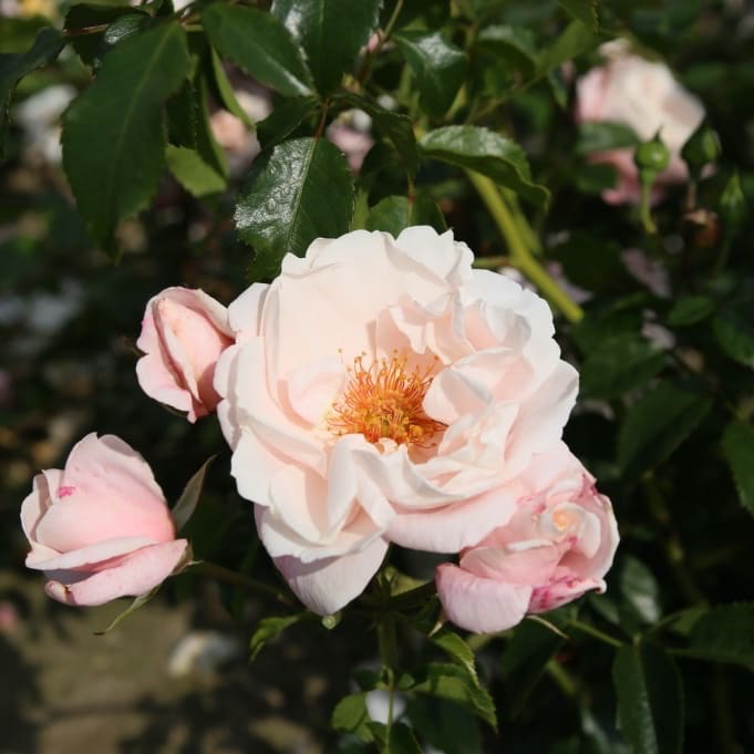 Rosa Zelmani's Dream