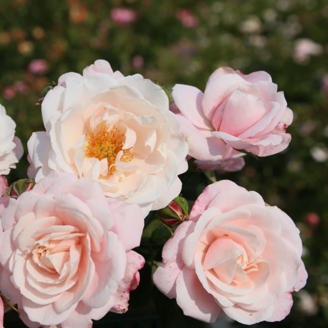 Rosa Zelmani's Dream