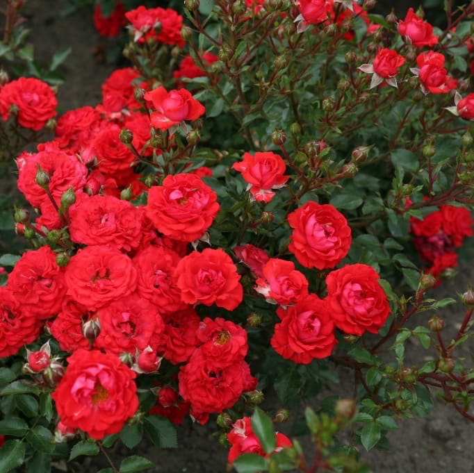 Rosa Zwergenfee 09®