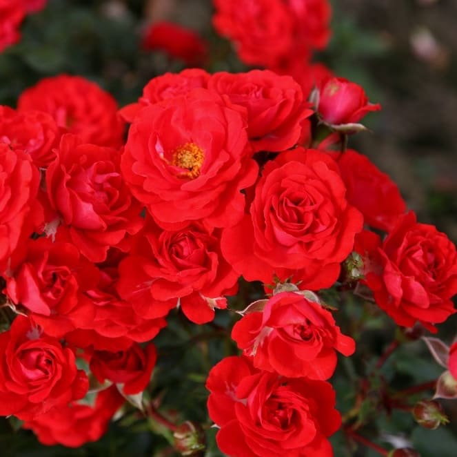 Rosa Zwergenfee 09®
