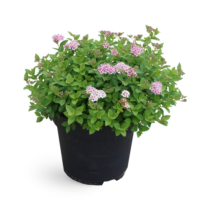 Rosa Zwergspiere 'Little Princess'