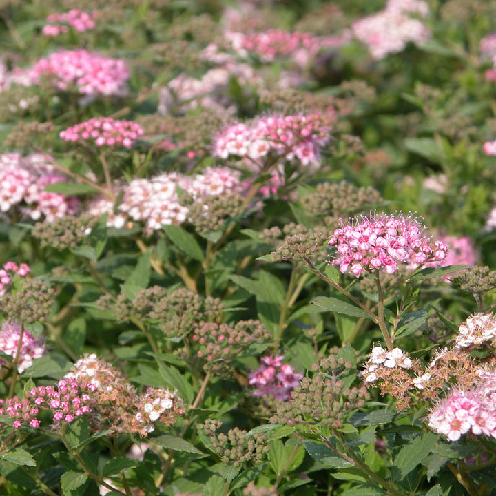 Rosa Zwergspiere 'Little Princess'
