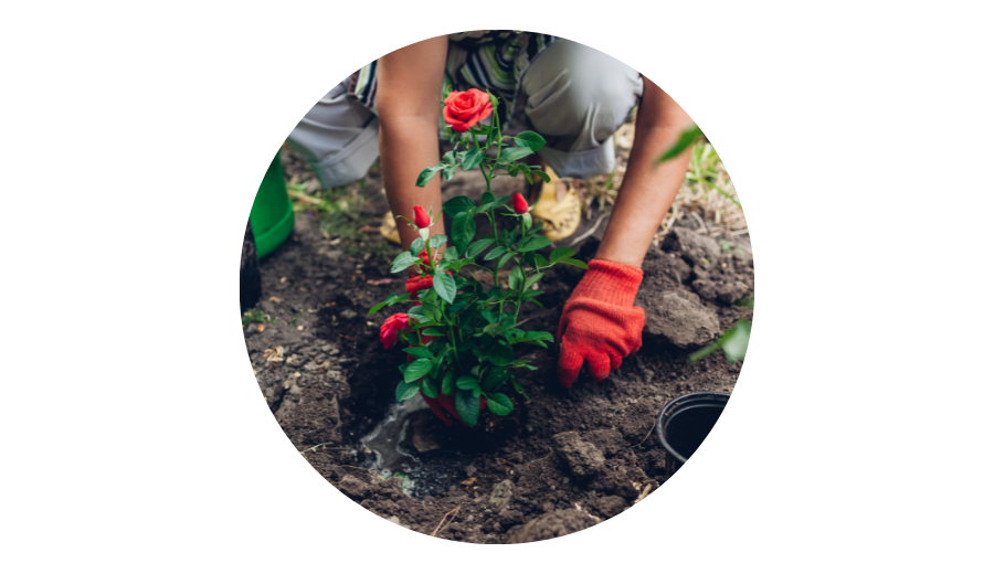 Rose im Beet eingepflanzt