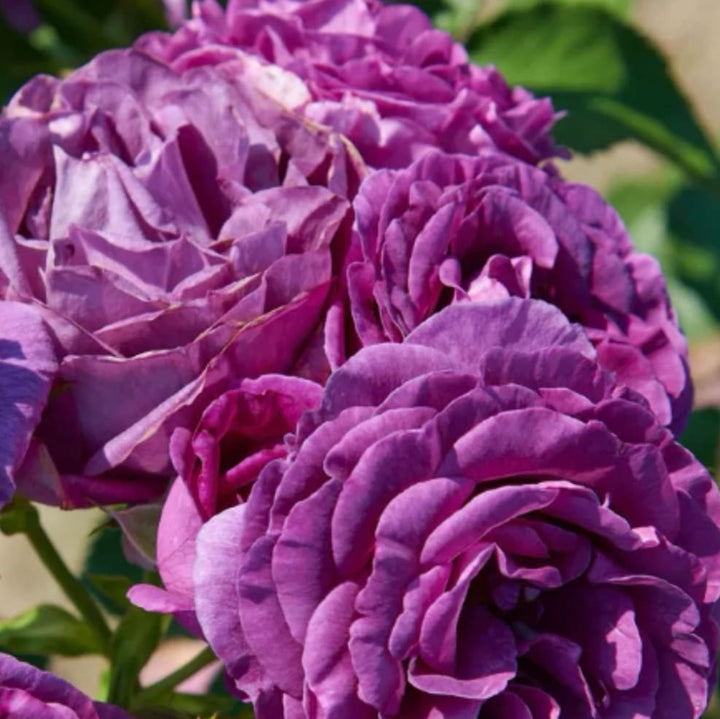 Rose 'Minerva'®