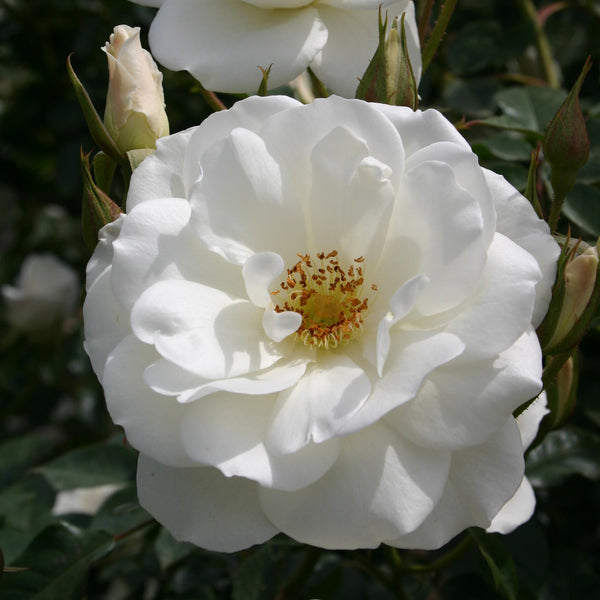 Rose 'Schneewittchen'® mit schneeweißer Blüte