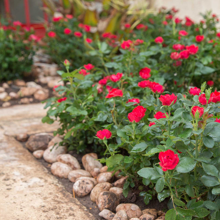Rose Zepeti® im Beet