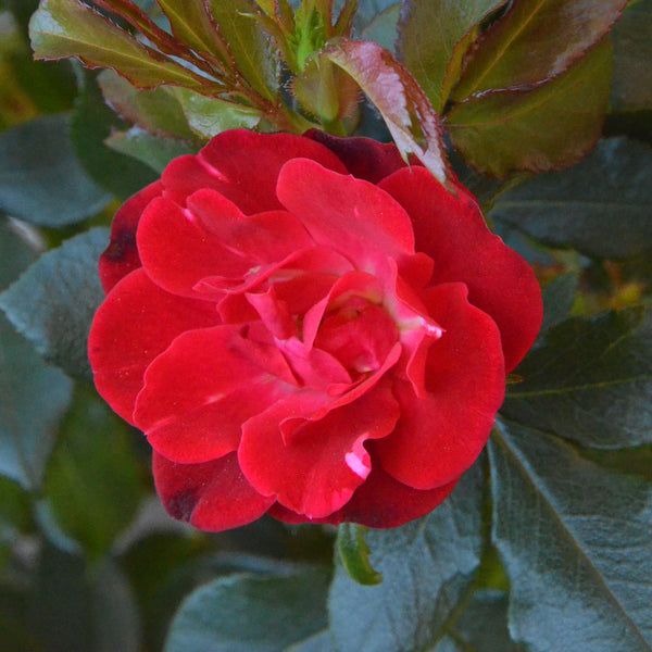 Blüte der Rose Zepeti®