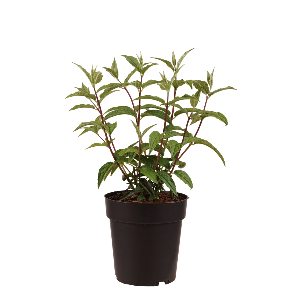 Rosendeutzie 'Mont Rose'