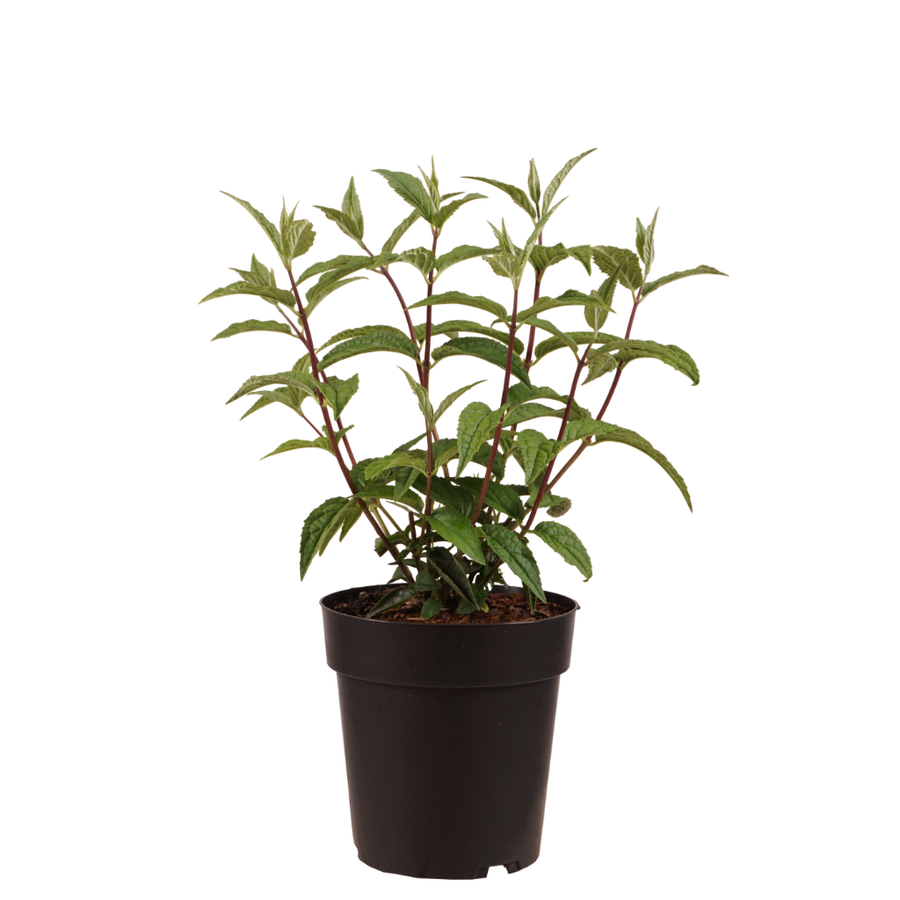 Rosendeutzie 'Mont Rose'