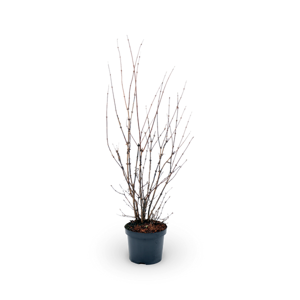 Rosendeutzie 'Mont Rose'