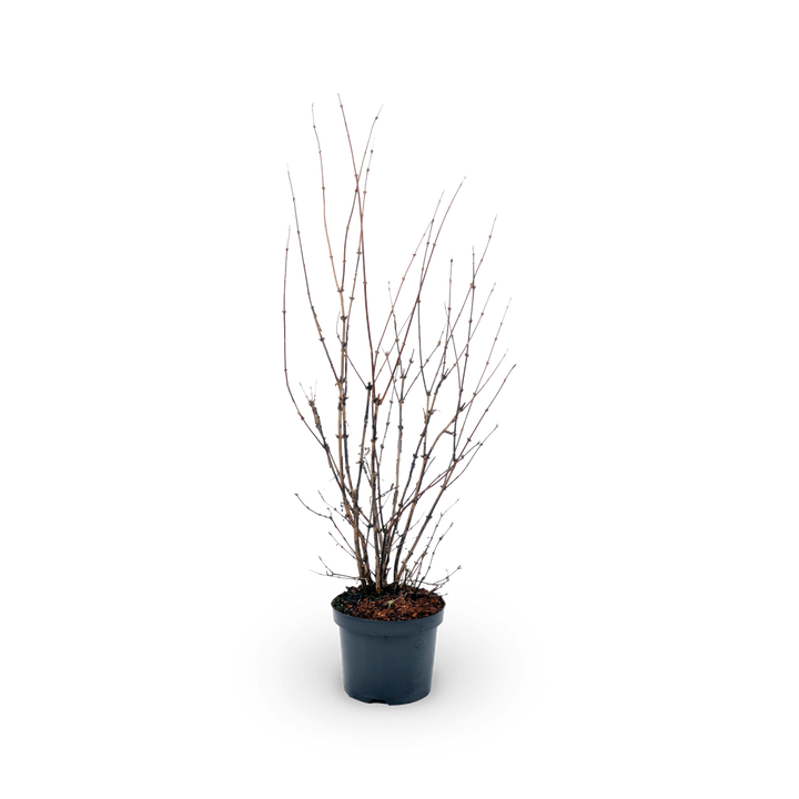 Rosendeutzie 'Mont Rose'