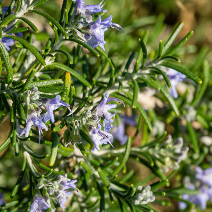 Blühender Rosmarinus officinalis