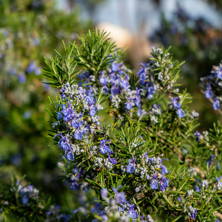 Rosmarinus officinalis in Blüte