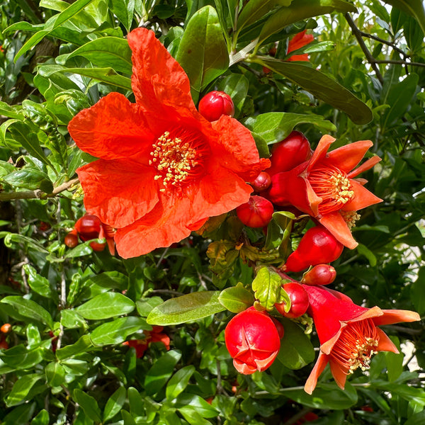 Rote Blüten eines Granatapfelbaums