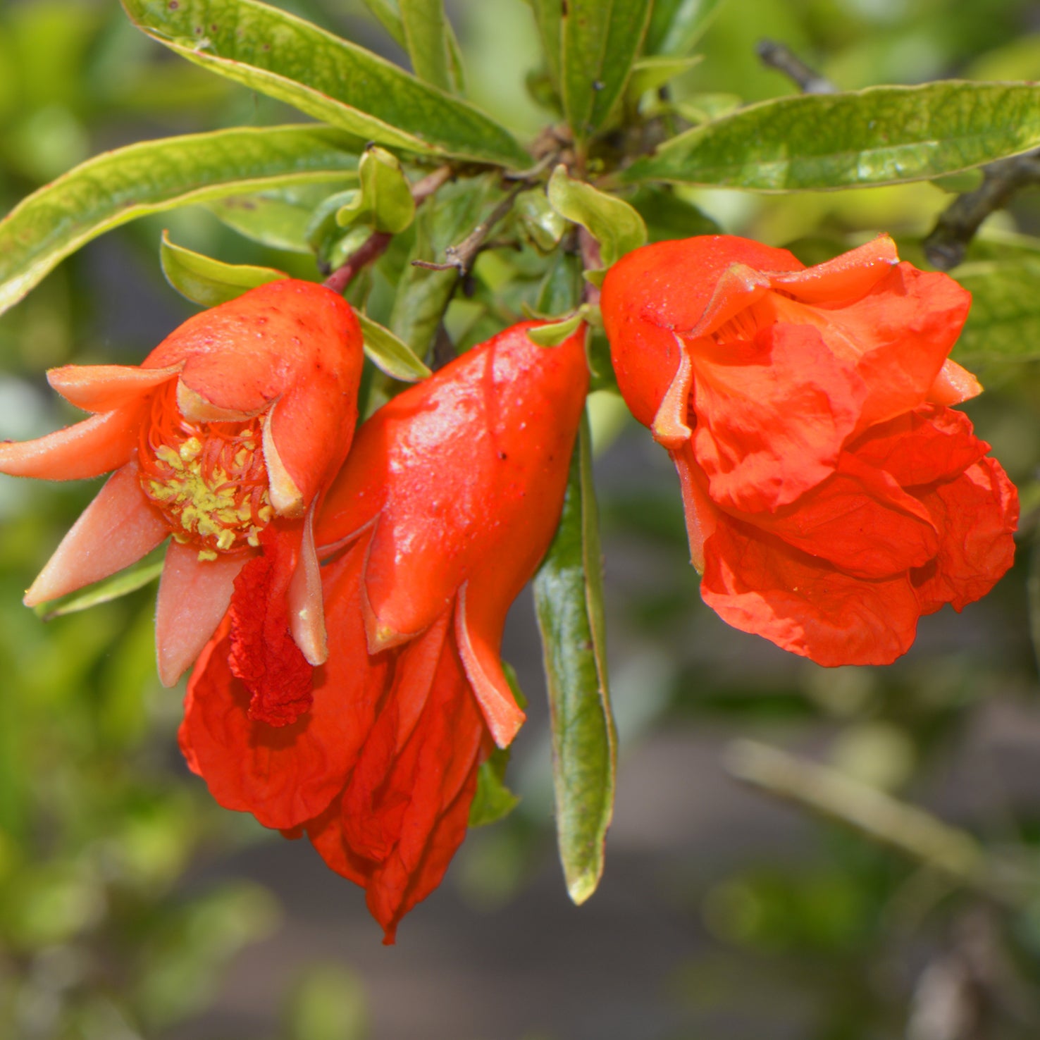 Rote Blüten des Zwerg-Granatapfelbaums 'Nana'