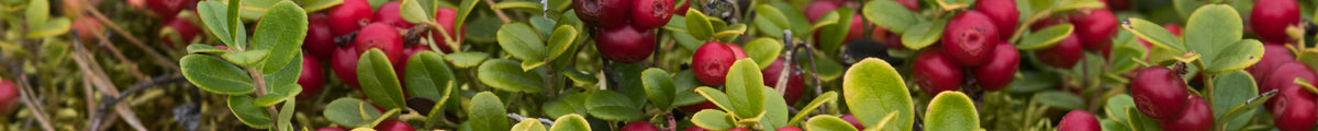 Rote Bodendecker
