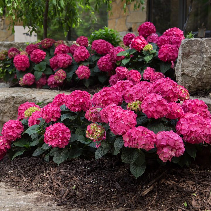 Hortensie Endless Summer® 'Summer Love' Rot im Beet