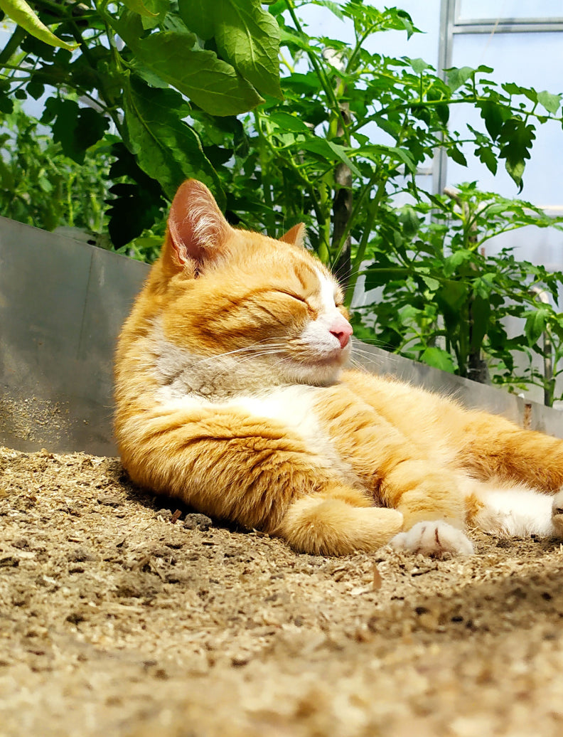 Rote Katze entspannt und schläft friedlich im Gewächshaus neben Tomatenpflanzen
