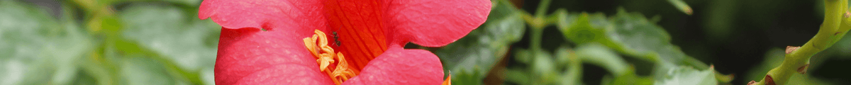Rote Kletterpflanzen
