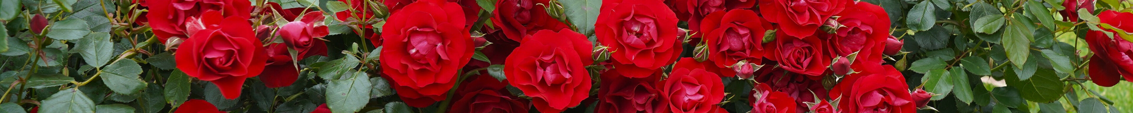 Rote Rosen