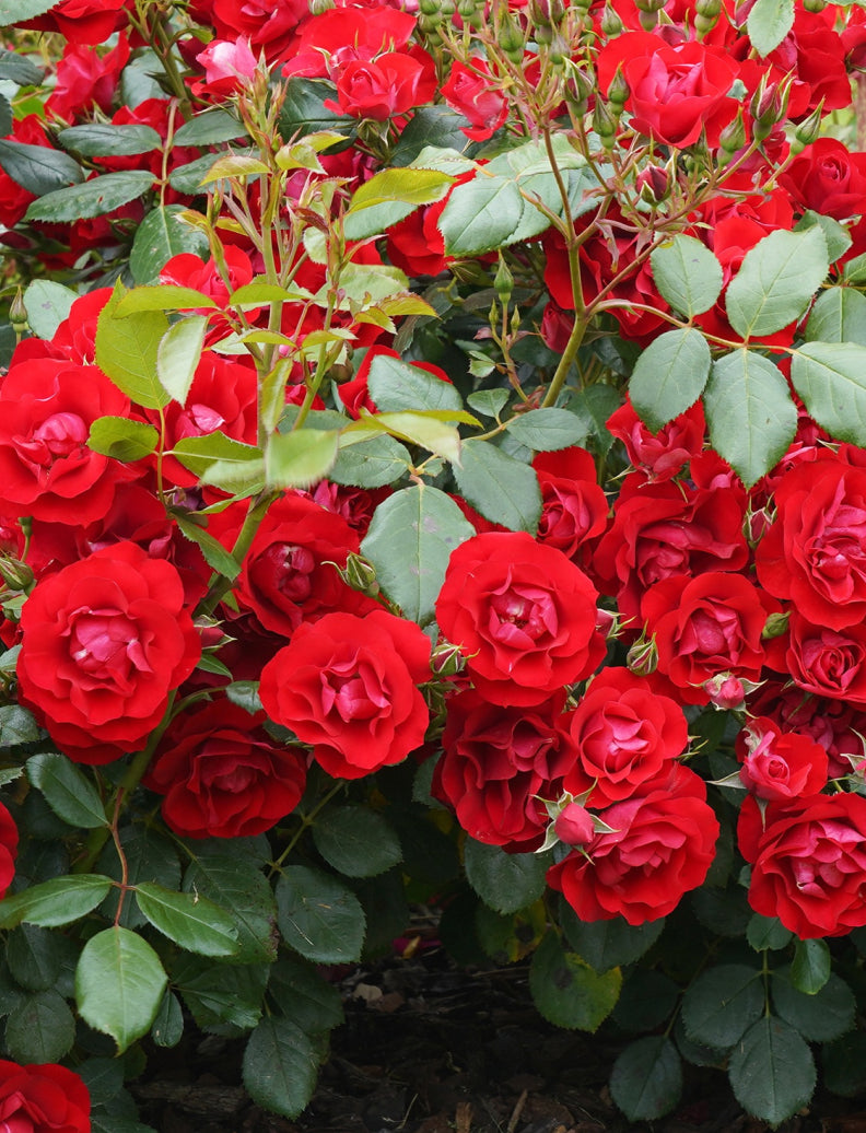 Üppig blühender Rosenstrauch voller gesunder, roter Rosenblüten
