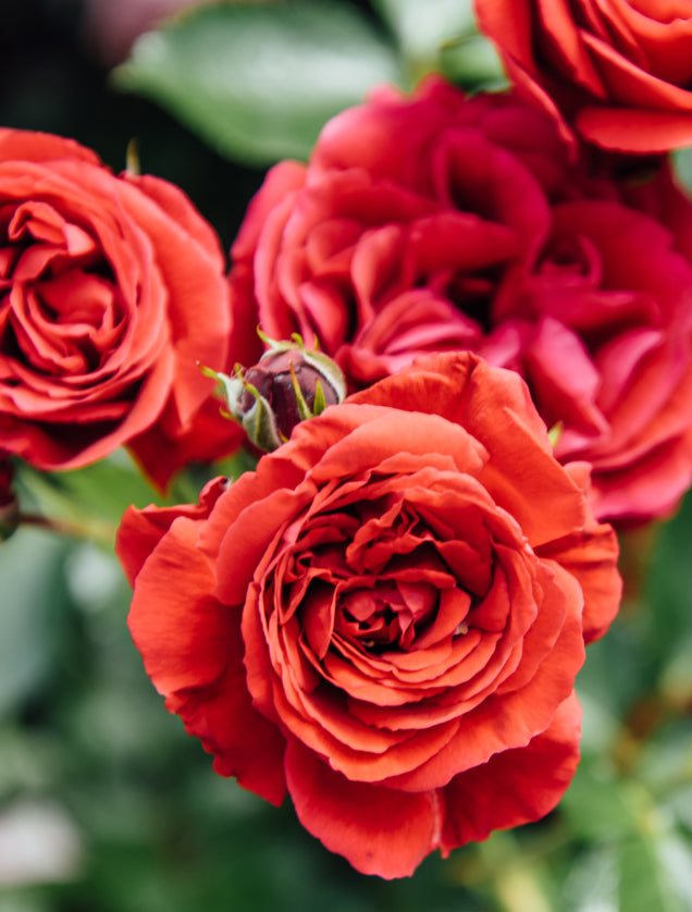 Prachtvolle rote Rosenblüten aus nächster Nähe im Garten