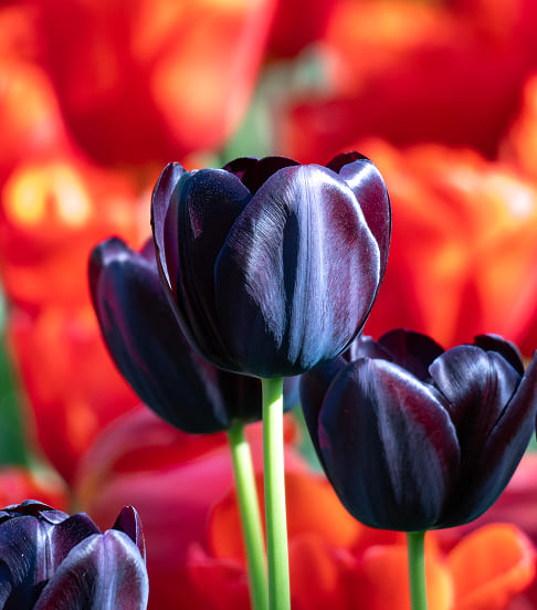 Dunkle Tulpen vor rotem Hintergrund