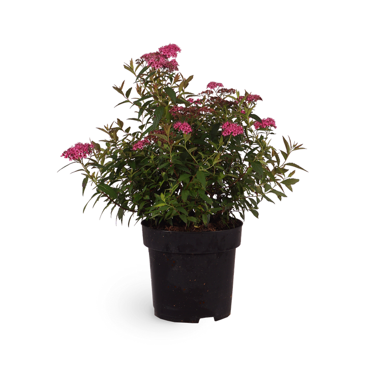 Rote Sommerspiere 'Anthony Waterer'