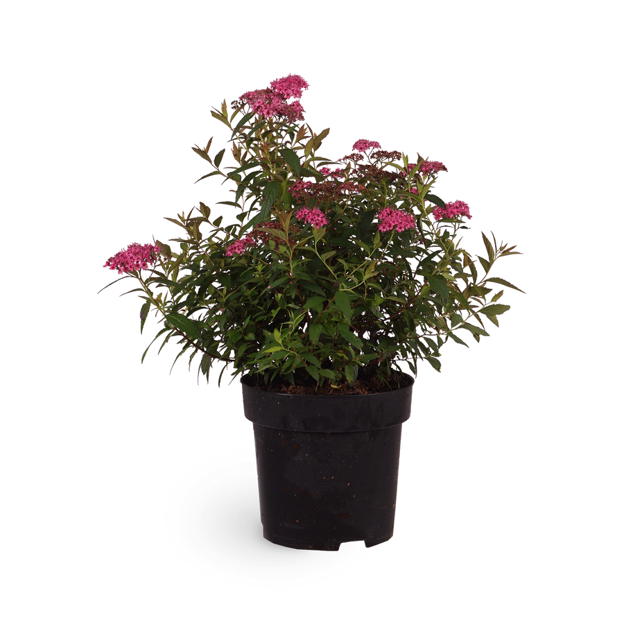 Rote Sommerspiere 'Anthony Waterer'