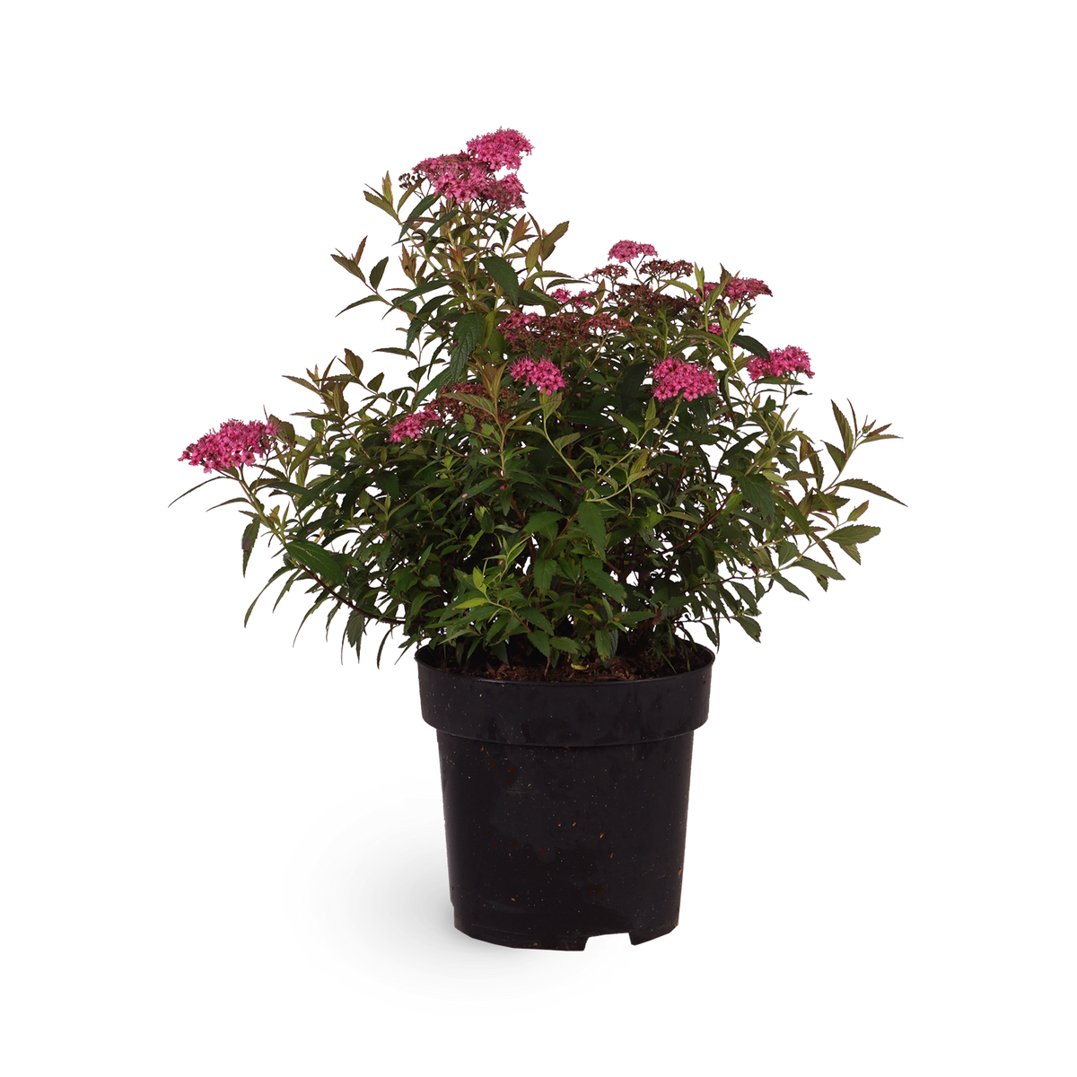 Rote Sommerspiere 'Anthony Waterer' (Mehrfach-Set)