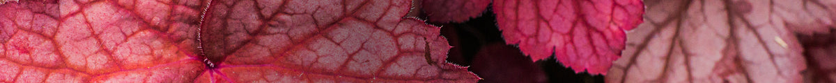 Rote Stauden