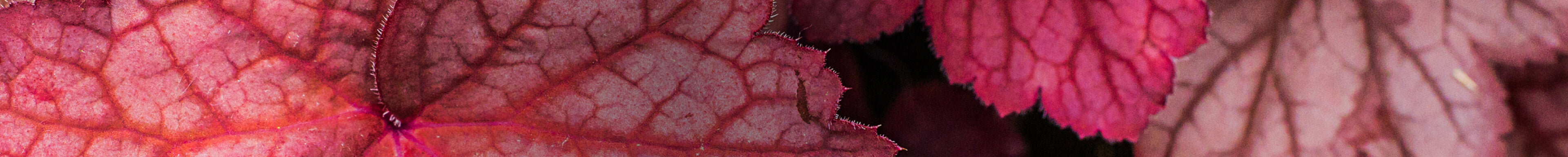 Rote Stauden