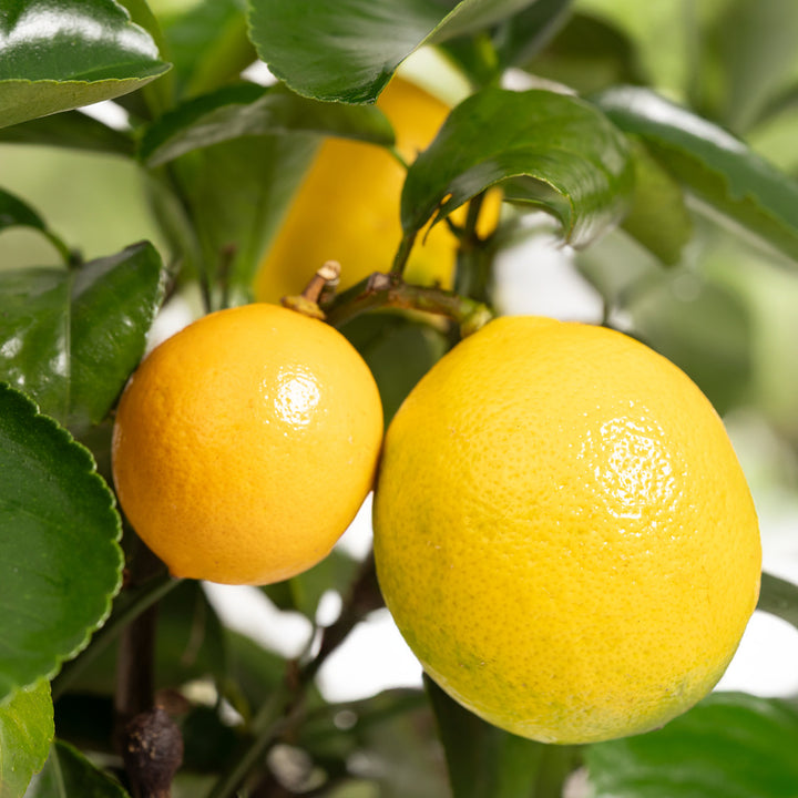 Gelbe Frucht der Roten Zitrone 'Rosso'