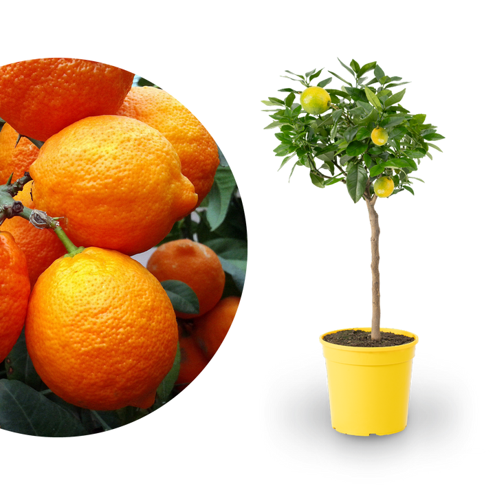 Rote Zitrone LEMON TIME® 'Rosso'