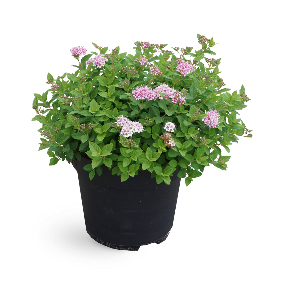 Rote Zwergspiere 'Little Princess' (Mehrfach-Set)