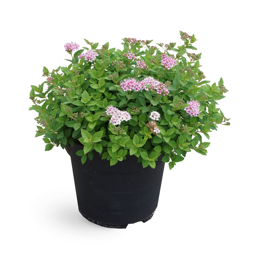 Rote Zwergspiere 'Little Princess' (Mehrfach-Set)