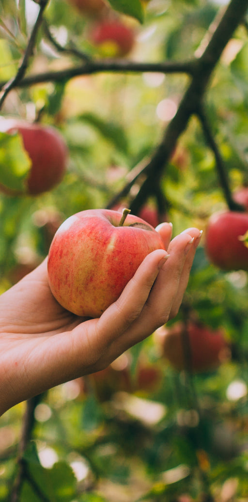 Hand pflückt einen reifen roten Apfel direkt vom Baum