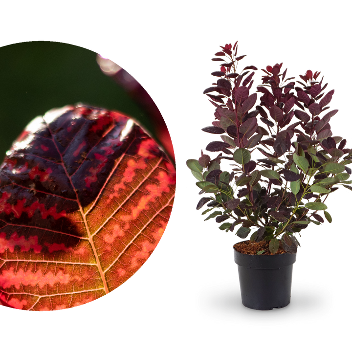 Roter Perückenstrauch 'Royal Purple'