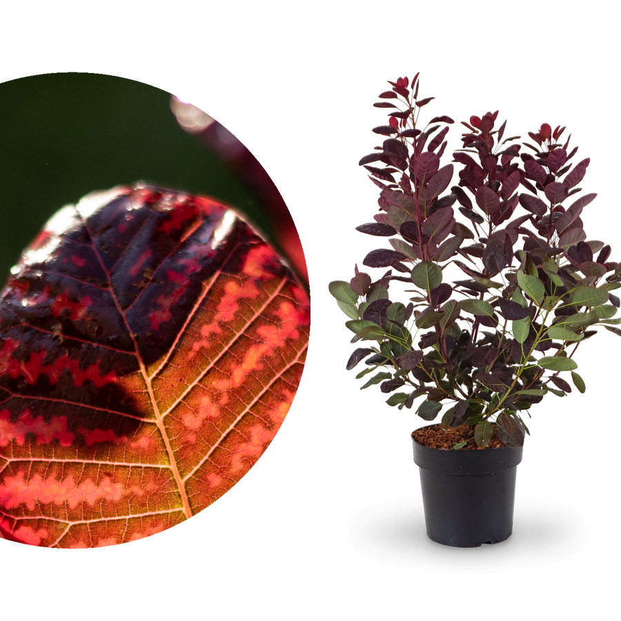 Roter Perückenstrauch 'Royal Purple'