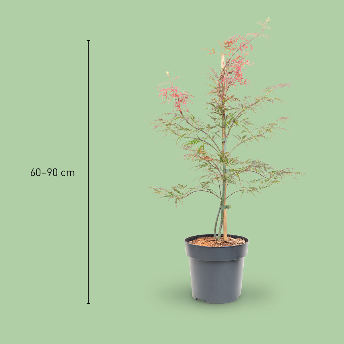 Größe des Roten Schlitzahorns 'Dissectum Garnet'