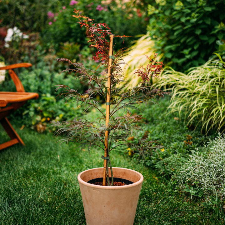 Roter Schlitzahorn 'Dissectum Garnet' im Topf